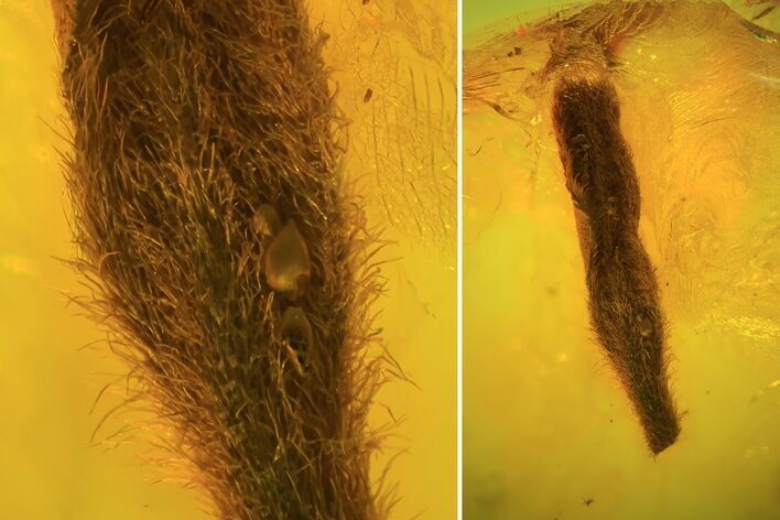 Detailed Fossil Plant Leaf (Gymnosperm) In Baltic Amber #81781
